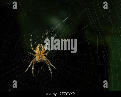 Unteradulte weibliche Kreuzweberspinne (Araneus diadematus), die in ihrem Netz lauert und darauf wartet, ein Insekt zu fangen Stockfoto