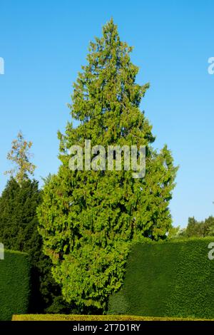 Weiße Zeder, amerikanische Arborvitae, Thuja occidentalis, Baum Stockfoto