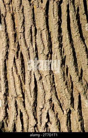 Weiße Zeder, Trunk, Thuja, Rinde, Thuja occidentalis, Textur, Baum, Amerikanische Arborvitae Stockfoto