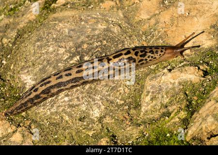 Leopardenschnecke, Limax maximus Stockfoto