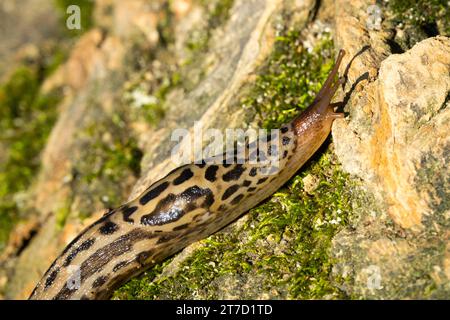 Limax Maximus, Leopardenschnecke, große graue Schnecke Stockfoto