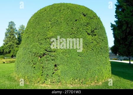 Gemeiner Buchsbaum Buxus sempervirens mit kugelförmiger Form im Garten Stockfoto