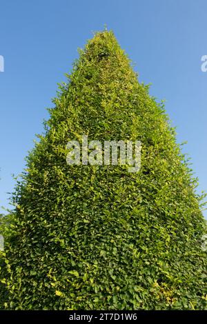 Konischer Baum Europäische Hainbuche Stockfoto