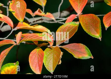 Laubkamelien, Japanische Stewartia Pseudocamellien, Herbst, Sträucher, Blätter Stockfoto