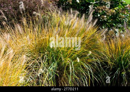 Hardy, Feathertop Fountain Grass, Pennisetum alopecuroides „Magic“ Stockfoto