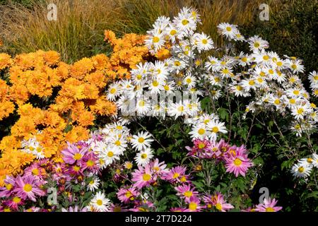 Orange, weiß, lila, Mütter im Garten, Grenze, Herbst, Pflanzen, bunt, Blumen Stockfoto