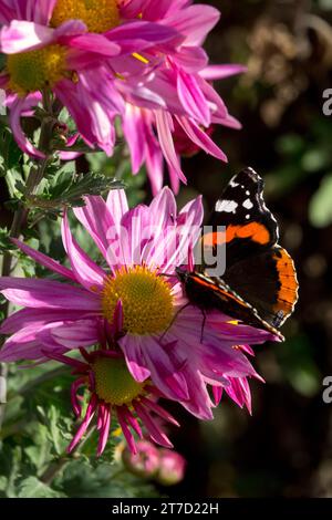 Oktober, Schmetterling auf Blume, Garten, Roter Admiral Schmetterling in Mum, Vanessa atalanta, Herbst, Insekt Stockfoto