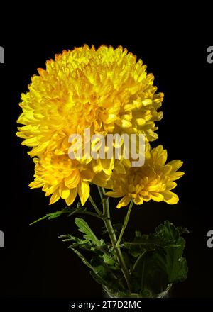 Gelb orange Chrysantheme Safari Orange Blume auf schwarzem Hintergrund. Blumenkopf-Nahaufnahme Stockfoto