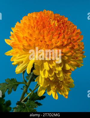 Gelb orange Chrysantheme Safari Orange Blume auf blauem Hintergrund. Blumenkopf-Nahaufnahme Stockfoto