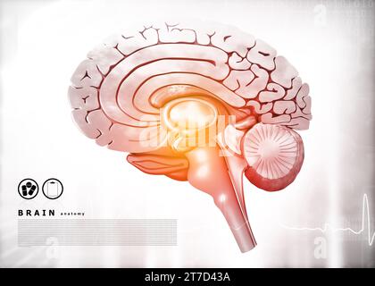 Querschnitt des menschlichen Gehirns auf medizinischem Hintergrund. 3D-Illustration Stockfoto