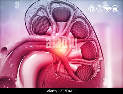 Menschlicher Nierenquerschnitt im wissenschaftlichen Hintergrund. 3D-Rendering Stockfoto