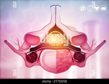 Bandscheibenanatomie, menschliche Wirbelsäule. 3D-Abbildung Stockfoto