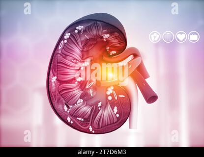 Menschlicher Nierenquerschnitt im wissenschaftlichen Hintergrund. 3D-Rendering Stockfoto