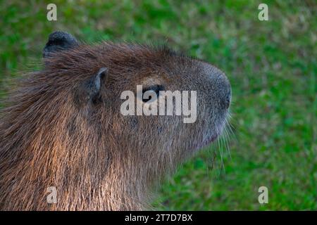 Portrait Capybara Hintergrund aus grünem Gras Stockfoto