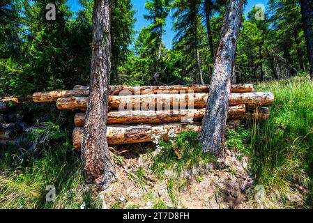 Schnitte und Stapeln der Baumstämme sind bereit für die Sammlung auf dem Hochplateau Folgaria im Trentino Südtirol Italien Europa Stockfoto