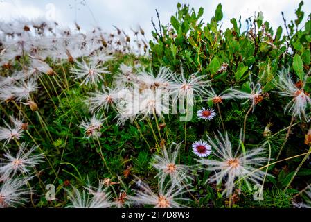 Nahaufnahme von Dryas Octopetala auf dem Berg Ortigara auf dem Asiago-Plateau Vicenza Veneto Italien Stockfoto