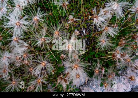 Nahaufnahme von Dryas Octopetala auf dem Berg Ortigara auf dem Asiago-Plateau Vicenza Veneto Italien Stockfoto