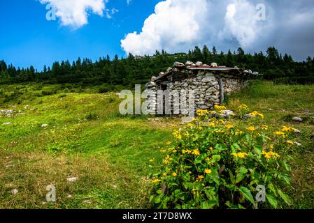 alpines Schutzgebiet am Mount Ortigara, dem Theater des Ersten Weltkriegs, zwischen grünen Feldern und Weidewiesen auf dem atypischen Asiago-Plateau Vicenza Veneto Stockfoto