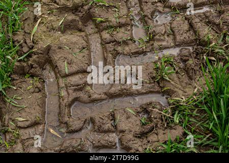 Spuren eines Traktors im Schlamm auf einer feuchten Wiese. Stockfoto
