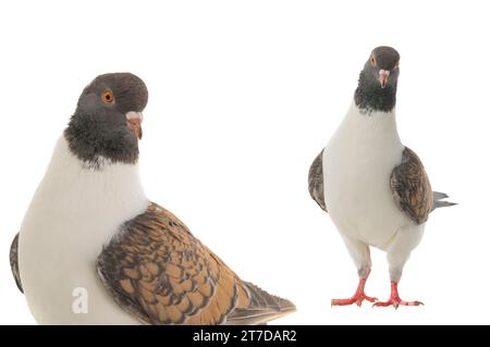 Zwei deutsche modena-Tauben isoliert auf weißem Hintergrund Stockfoto