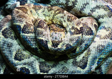 Corallus hortulanus rollte zu einem Ball Stockfoto