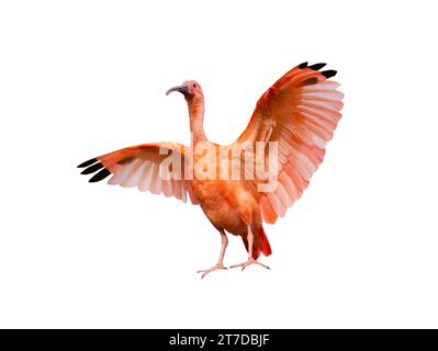 Scharlach Ibis (Eudocimus ruber) isoliert auf weißem Hintergrund, ausgestreckte rote Flügel mit schwarzem Ende Stockfoto