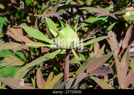 Bush mit großen zarten Pfingstrosen-Blütenknospe mit kleinen braunen Blättern an einem sonnigen Frühlingstag, schöner Blumenhintergrund im Freien, fotografiert mit Selecti Stockfoto