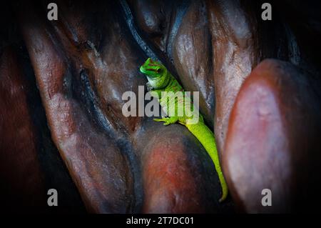 Der riesige Tagesgecko aus madagaskar sitzt versteckt in den Felsen Stockfoto