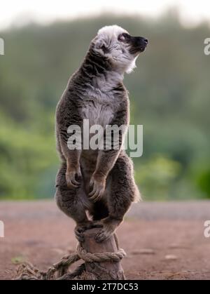 Weißkopf-Lemur (eulemur albifrons) auf einem wunderschönen unscharfen Hintergrund Stockfoto