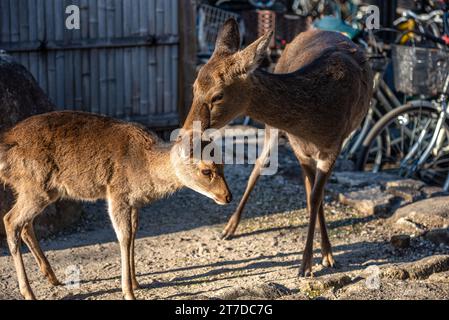 Hirsche entspannen in der Sonne im Miyajima an Neujahrsfeiertagen in Japan Hatsumode. Die Hirsche bewegen sich frei um die Insel und haben keine Angst Stockfoto