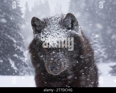 Kanadischer Wolf, der während eines Schneefalls durch den Wald führt Stockfoto