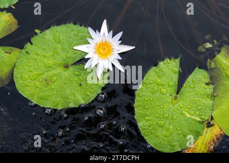 Von oben, hoher Blick auf eine weiße Seerosenblume, die in einem kleinen Teich blüht und von nassen Lilienpads umgeben ist. Stockfoto