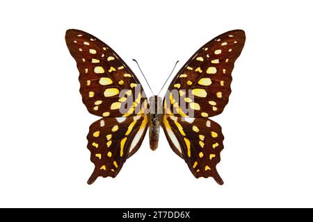Schwanz-jay-Schmetterling (Graphium agamemnon) isoliert auf einem weißen Hintergrund Stockfoto