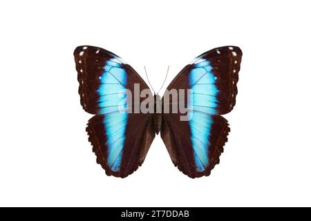 Blauer Morpho-Schmetterling (Morpho achilles) isoliert auf weißem Hintergrund Stockfoto