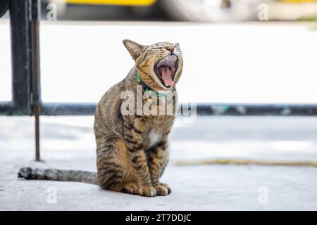 Gähnende Katze, faule Katzen Haustier Gähnen sitzen im Freien süß liebenswert Stockfoto