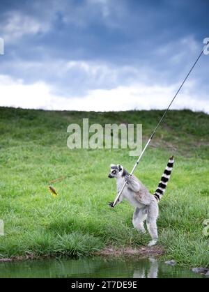 Lemur als Fischer mit Angelrute und gefangenem Fisch Stockfoto