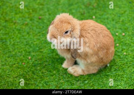 Niedliches Häschen exotisches Haustier, französisches Lop Baby Kaninchen, das auf grünem Grasfeld sitzt, mit Kopierraum für Text. Stockfoto