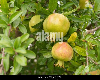 Granatäpfel Reifen auf einem Baum im Garten. Stockfoto