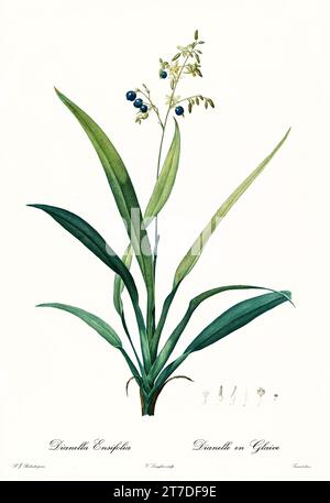 Flachslilie (Dianella ensifolia), handkolorierter botanischer Stich, vertikal, Paris 1805-1816, weiße Sternblüten, blaue Beeren, Schwertblätter. Stockfoto