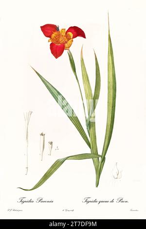 Alte Illustration der Jockeys-Mütze-Lilie (Tigridia pavonia). Les Liliacées, von P. J. Redouté. Impr. Didot Jeune, Paris, 1805 - 1816 Stockfoto