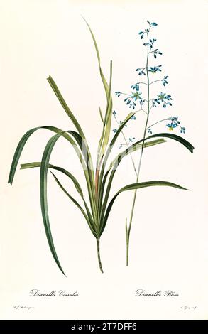 Blaue Flachslilie (Dianella caerulea), handkolorierter botanischer Stich, vertikal, Paris 1805-1816, blaue Blüten mit gelben Antheren und Bandblättern. Stockfoto
