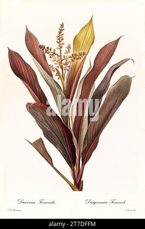 Alte Illustration der Kohlpalme (Cordyline fruticosa). Les Liliacées, von P. J. Redouté. Impr. Didot Jeune, Paris, 1805 - 1816 Stockfoto