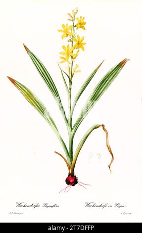 Alte Illustration des Bloodroot (Wachendorfia thyrsiflora). Les Liliacées, von P. J. Redouté. Impr. Didot Jeune, Paris, 1805 - 1816 Stockfoto