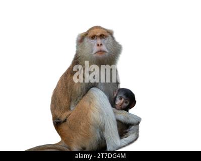 Mutter des Affen (Cercopithecus patas) und kleines Baby isoliert auf weißem Hintergrund Stockfoto