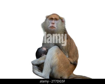 Die Affenmutter (Cercopithecus patas) stillt das Baby isoliert auf weißem Hintergrund Stockfoto