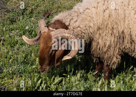 Ein Schaf weidet auf einem Unkrautfeld in Israel und zeigt zwei reife Hörner, die koscher oder geeignet sind, als Schofar für jüdische Ritualgeschäfte zu dienen. Stockfoto