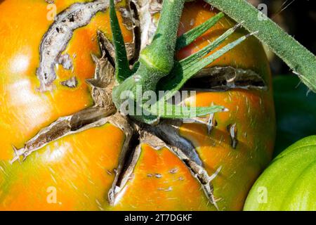 Solanum lycopersicum, knackende Tomaten, Obst, Nahaufnahme Stockfoto