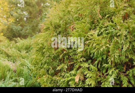 Landschaftsgestaltung Nadelbäumchen gemischt. Bäume und Sträucher in grünen Farben aus nächster Nähe Stockfoto