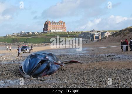 Newquay, Cornwall, Großbritannien. November 2023. Der traurige Anblick eines 16 Meter langen Finnwals Balaenoptera physalis am berühmten Fistral Beach in Newquay in Cornwall, Großbritannien. Gordon Scammell/Alamy Live News Stockfoto