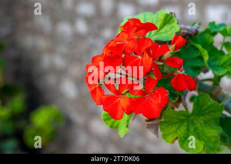 Eine wunderschöne rote Geranium Blume, die im Paleokastritsa Kloster auf Korfu, Griechenland, wächst Stockfoto